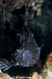 Unusual Lionfish, El Fanadir, Hurghada. Canon EOS 350d, 1... by Tobias Reitmayr 